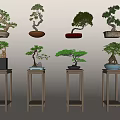 Artistic Bonsai Trees in Various Decorative Pots on Wooden Stands