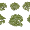 Six Arbor Trees With Lush Green Foliage And Clear Trunks On Black Background