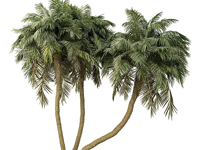 Lush Green Palm Trees With Dense Fronds And Tall Trunks In Natural Setting 3d model