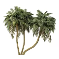 Lush Green Palm Trees With Dense Fronds And Tall Trunks In Natural Setting