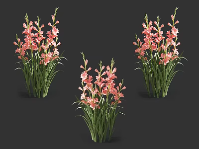 Pink Gladiolus Flowers With Green Leaves In Three Clusters Against Black Background 3d model