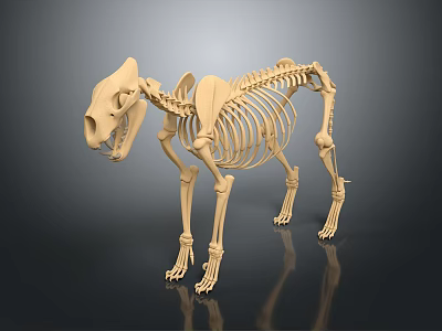 Medical Device Animal Skeleton Teaching Model With 3D Rendered Details For Veterinary Anatomy 3d model