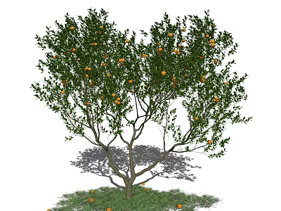 Arbor With Green Leaves Ripe Orange Fruits Fallen On Ground And Shadow 3d model