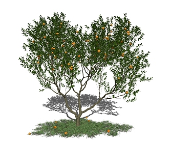 Modern Tree Landscape Tree Orange Fruit Tree Family Landscape Tree 3d model