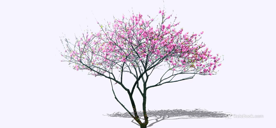 Arbor With Pink Blossoms And Graceful Spreading Branches Casting Shadow 3d model