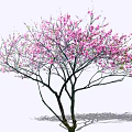 Arbor With Pink Blossoms And Graceful Spreading Branches Casting Shadow 3d model