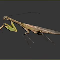 Detailed Realistic Praying Mantis With Green Brown Body And Long Legs