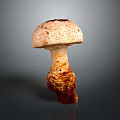 Fresh Mushroom Plant With Light Colored Cap And Brown Stem On Gray Background