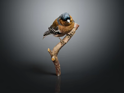 Blue Headed Brown Bird Perched on Wooden Branch Against Dark Background 3d model