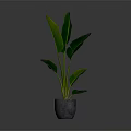 Green Leafy Indoor Plant With Large Leaves In Gray Pot For Home Decor
