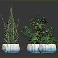 Three Green Plants In Blue And White Gradient Ceramic Pots On Black Surface With Reflections