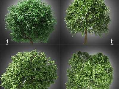 Arbor With Green Leafy Canopy Strong Trunk And Natural Landscape View 3d model