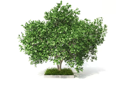 Lush Green Arbor With Dual Trunks Square Concrete Base And Grass Lawn 3d model