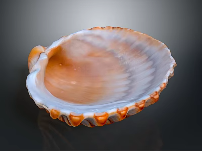 Decorative Shell Shaped Bowl With Orange White Edges Wavy Texture For Home Decor 3d model