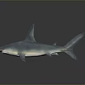 Hammerhead Shark With Unique Head Shape And Grayish Blue Color On Dark Reflective Surface