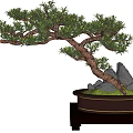 Bonsai Tree With Curved Pine Trunk Moss Rocks And Ceramic Pot On Wooden Stand