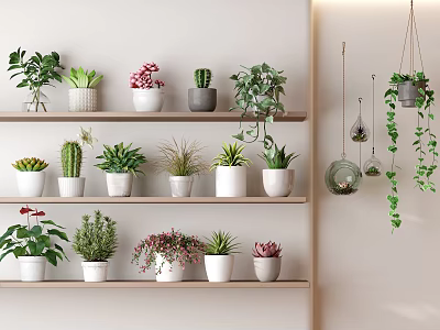 Indoor Potted Plants Display On Multiple Shelves With Various Green And Succulent Plants 3d model