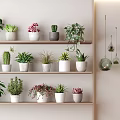 Indoor Potted Plants Display On Multiple Shelves With Various Green And Succulent Plants