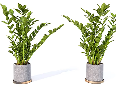 Two Potted Plants With Lush Green Leaves In Gray Pots With Golden Edges 3d model