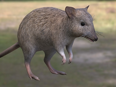 long-nose kangaroo animal model