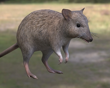 long-nose kangaroo animal 3d model