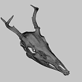 White Deer Skull With Intricate Antler Structure And Detailed Bone Features