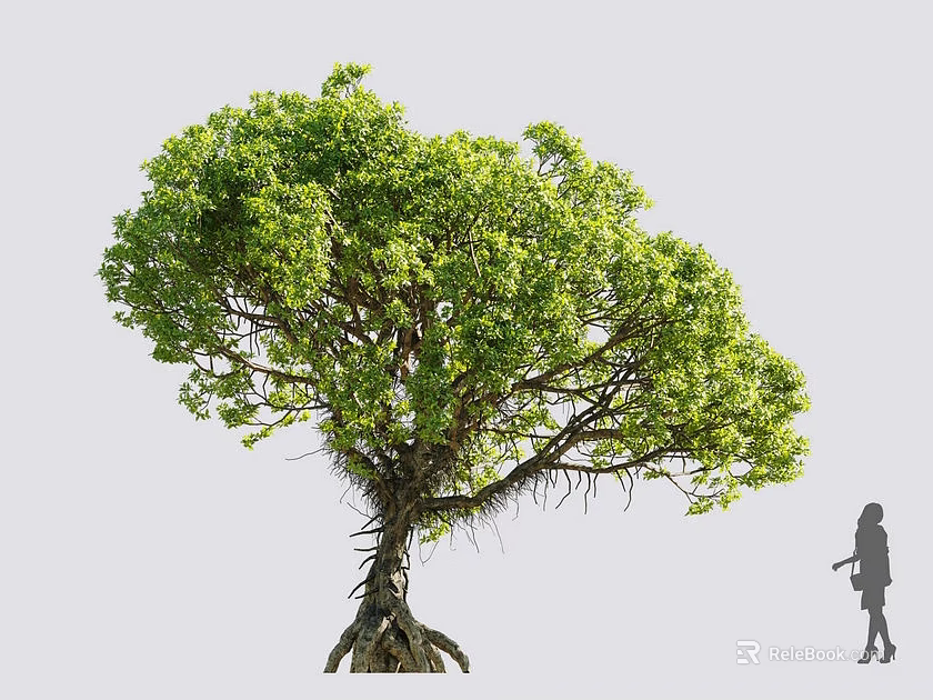 Tall Tree With Lush Green Foliage Visible Roots And Human Silhouette For Scale 3d model 