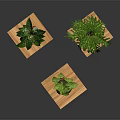 Three Potted Green Leafy Houseplants On Wooden Top Metal Leg Plant Stands