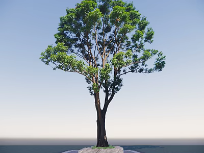 Tall Green Arbor with Lush Foliage and Thick Trunk Against Blue Sky 3d model