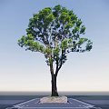 Tall Green Arbor with Lush Foliage and Thick Trunk Against Blue Sky