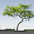 Arbor With Green Leaves And Curved Trunk Against Blue Sky And White Clouds