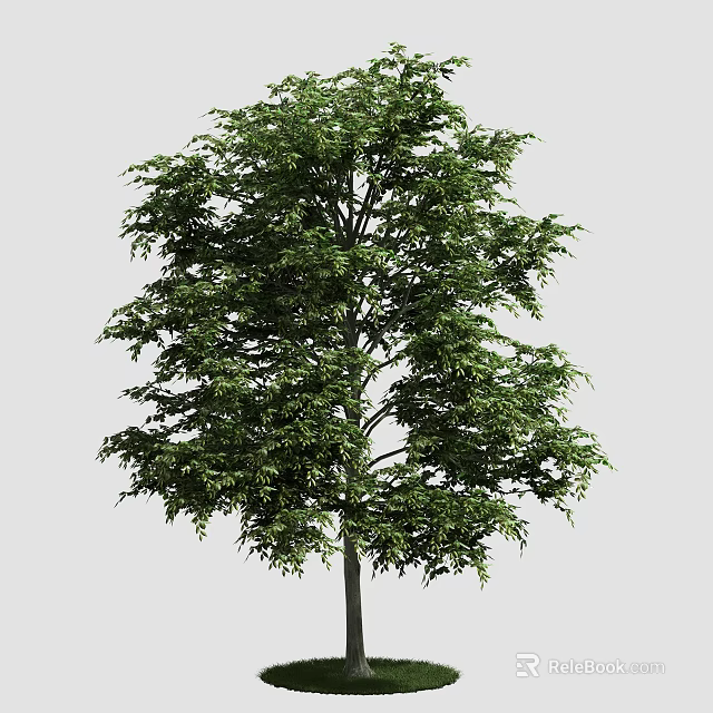 Tall Arbor Tree With Lush Green Foliage And Dense Canopy In Natural Environment 3d model 