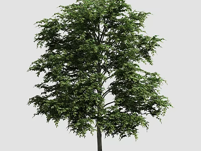 Tall Arbor Tree With Lush Green Foliage And Dense Canopy In Natural Environment 3d model