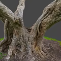 Detailed Rough Wood Texture Of Thick Old Tree Roots With Green Grass And Soil