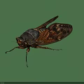 Detailed Cicada With Transparent Wings And Brown Body On Black Background