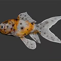 Goldfish With Orange White And Black Spots Large Prominent Eyes Transparent Fins Dark Background Reflection
