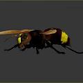 Giant Bee With Orange Wings Brown Body Yellow Stripes And Yellow Green Eyes