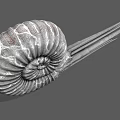 Aquatic Animal Ammonite With Spiral Shell And Long Tentacles 3D Model Structure 3d model