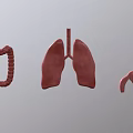 3D Rendering of Human Thoracic Organs Lungs with Stomach and Intestines Anatomical Structure