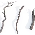 Natural Dried Wooden Branches with Shadow for Decorative Display on White Background