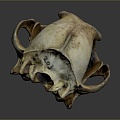 Skull Animal Skull Fossil Skull Skeleton Animal Skeleton Animal Skeleton Animal Skeleton Fossil 3d model