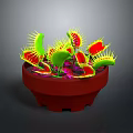 Venus flytrap plant in red pot with green leaves yellow spines and red interior against dark background
