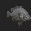 Gray Fish 3D Model With Detailed Scales Fins And Large Eyes