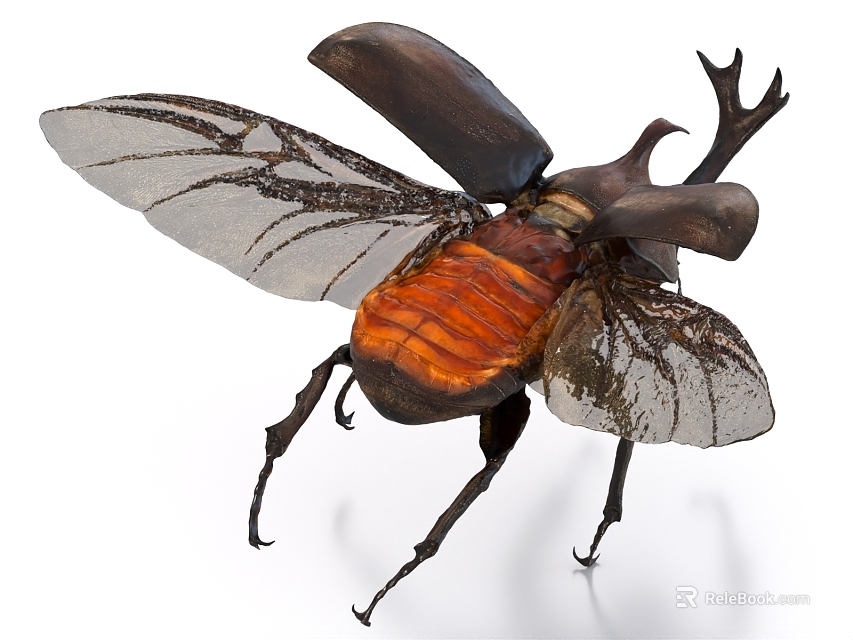 Flying Insect Rhinoceros Beetle with Transparent Open Wings Black And Orange Body Horned Head Structure 3d model 