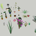 Various Bonsai and Potted Plants with Decorative Foliage Flowers and Containers