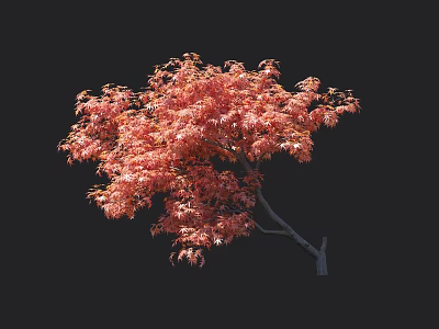 Stunning Red Maple Arbor Featuring Lush Autumn Leaves And Elegant Branch Design 3d model
