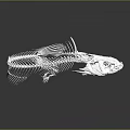Detailed Fish Skeleton Organ Anatomical Structure 3D Render in White Isolated on Black Background