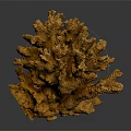 Vibrant Yellow Coral Polyps Marine Animal With Branched Textured Structure On Dark Background