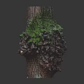 Green Moss Plants Growing On Textured Tree Stump With Natural Foliage
