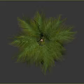Tall Palm Tree with Green Fronds and Brown Trunk Isolated on Dark Background